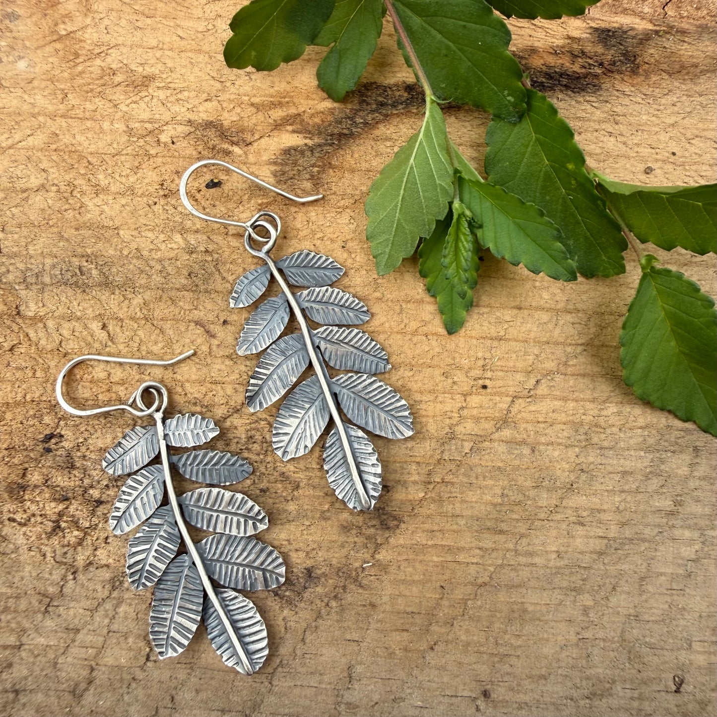 Elm danglers